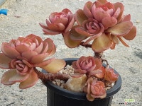 수연 9411-1456 다육식물