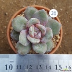 독일샴페인 30 다육식물