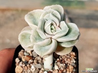 러블리로즈 68-293 다육식물