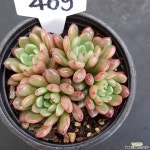 핑클루비1112-409 다육식물