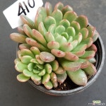 핑클루비1112-410 다육식물