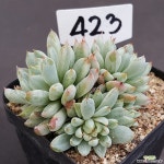 화이트라인1112-423 다육식물