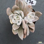 알피니스그레이1113-174 천원상품