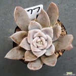 알피니스그레이1113-177 천원상품