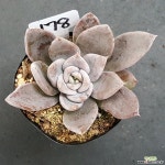 알피니스그레이1113-178 천원상품