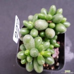 녹귀란1113-227 다육식물