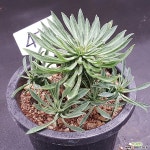 괴마옥1113-471 다육식물