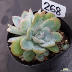1114-268 천원상품