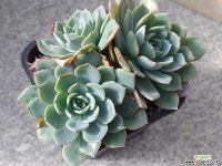 쟈니1 다육식물