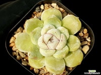 스노우바니 70-238 다육식물