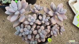 아메치스11151 다육식물