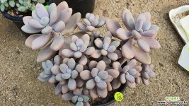 아메치스11151 다육식물