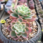 옐로우멜로우2두 다육식물