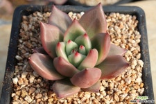 샤르망 11-201 다육식물