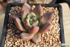 샤르망 11-201 다육식물