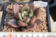 샤르망 11-201 다육식물