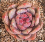 아리엘 다육식물