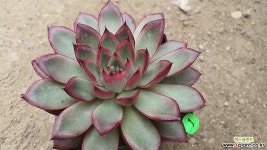 금교배종 창11171 다육식물