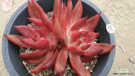 프랭크11174 다육식물