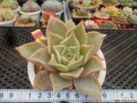 마디바11-2470 다육식물