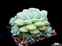 캡틴헤이 20-258 다육식물