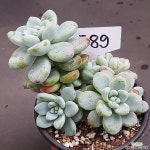 라울1118-589 다육식물