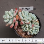 라울1118-590 다육식물