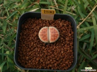 마39_ karasmontana Rateritia red-top 리톱스/메셈