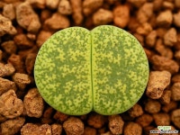 마58_ C001a lesliei v. venteri Ventergreen 리톱스/메셈