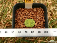 마58_ C001a lesliei v. venteri Ventergreen 리톱스/메셈