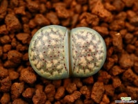 마59_ C095 verruculosa v. verruculosa(syn. inae) 리톱스/메셈