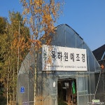 겹꽃목단(설영도화),접목1년,목하원예조경 꽃/야생화 씨앗