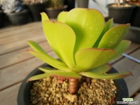 미인경 다육식물