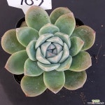 빙산1120-707 다육식물