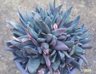 블랙와우군생특대품자구셀수없이많습니다 코노피튬