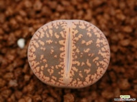 마64_ aucampiae ‘Rudesheim’ 리톱스/메셈