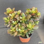 미니염좌1122-899 다육식물