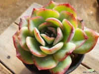 마를렌 040 1120 다육식물