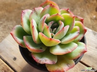 마를렌 040 1120 다육식물