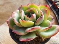 마를렌 040 1120 다육식물