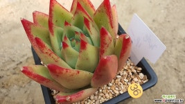 로얄에보니11235 다육식물