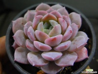 어메이징그레이스 1123-052 다육식물