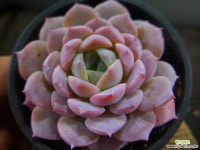 어메이징그레이스 1123-052 다육식물