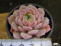 어메이징그레이스 1123-052 다육식물