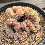 티피철화 다육철화