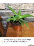 아가베 아테누아타 공기정화식물 선인장