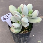 방울복랑1124-637 천원상품