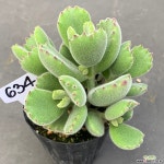 웅동자1124-634 천원상품