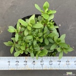 라디칸스1124-633 천원상품