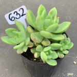 춘맹1124-632 천원상품